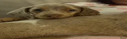 Dachshund dogs for sale: 3 beautiful dashound puppies !  - Advert 2