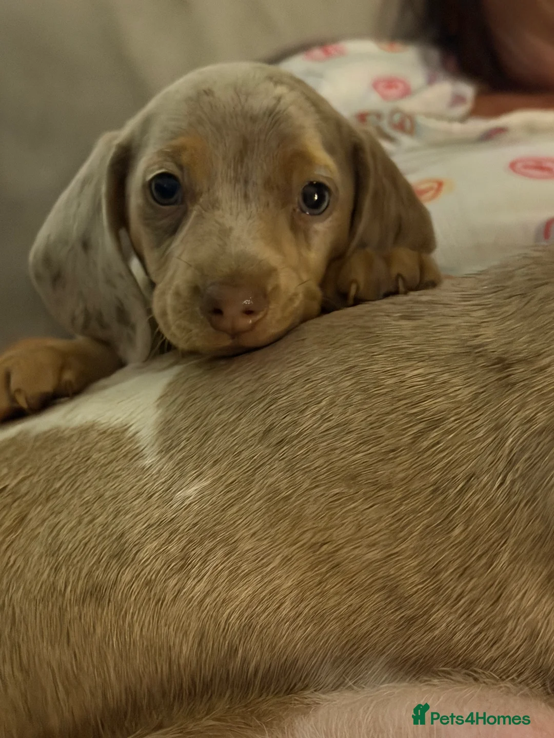 Dachshund dogs for sale: 3 beautiful dashound puppies !  - Advert 2
