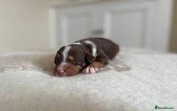 Bordoodle dogs for sale: OUTSTANDING *TRI COLOUR* MINIATURE BORDOODLES - Image 28