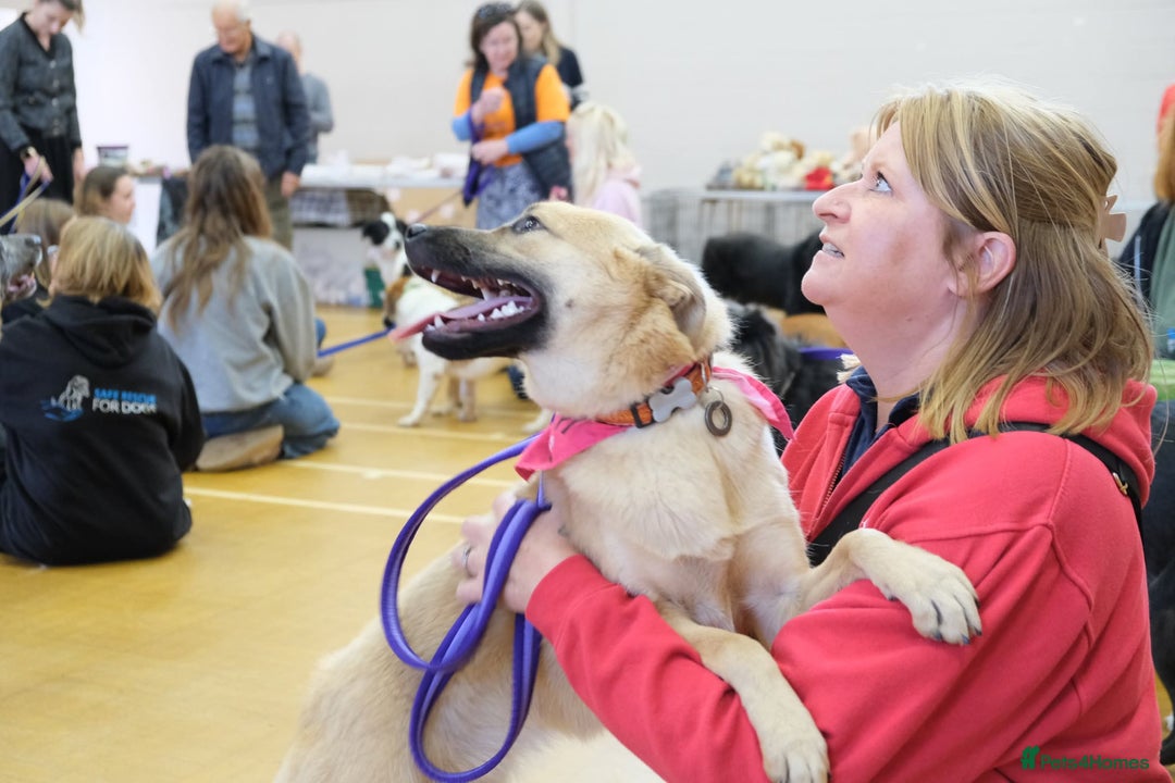 Mixed Breed dogs for adoption: Luanna - Norwich Norfolk  - Image 13