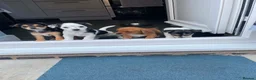Jack Russell dogs for sale: Jack Russel puppy  - Advert 2