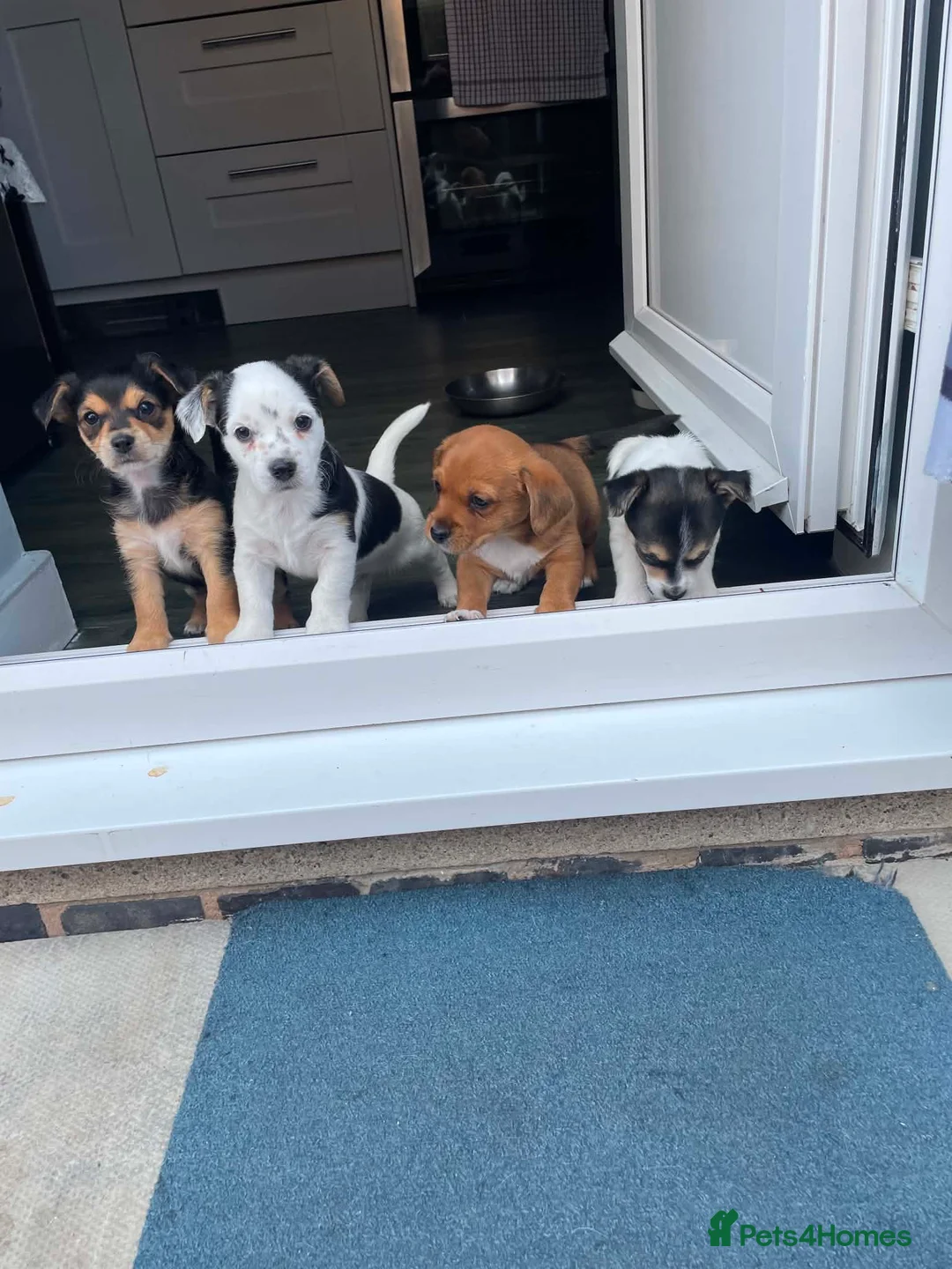 Jack Russell dogs for sale: Jack Russel puppy  - Advert 2