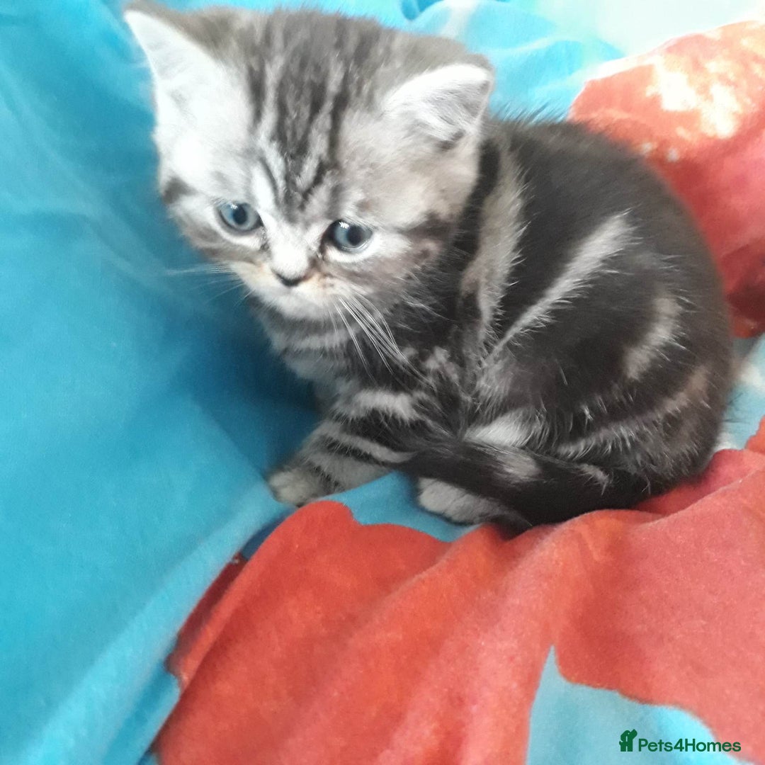 British Shorthair cats for sale: Bsh. Silver Tabby Classic .GCCF . - Advert 16
