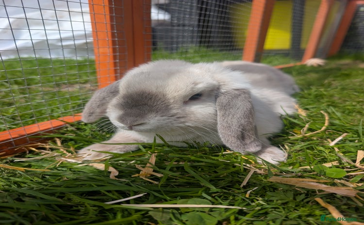 Mini Lop rabbits - Advert 6