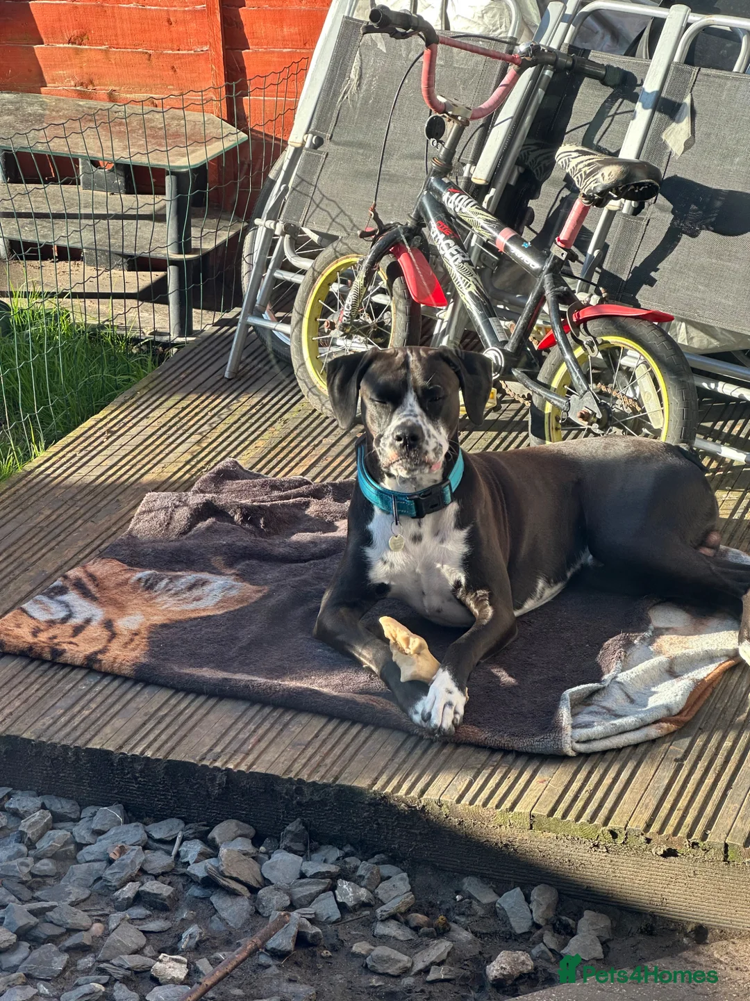 Mixed Breed dogs for sale: Active & Loving Dalmatian x Boxer Seeking Home - Advert 1