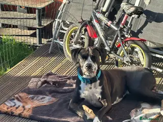 Mixed Breed dogs Active & Loving Dalmatian x Boxer Seeking Home - Advert 5