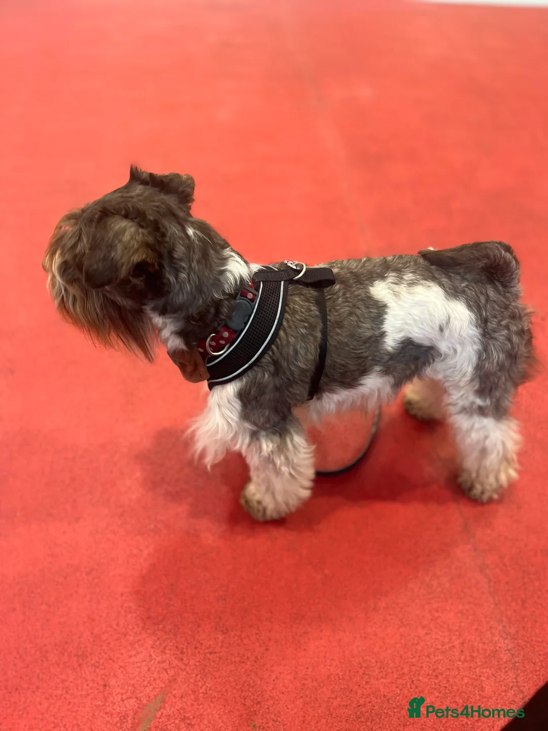 Miniature Schnauzer dogs for stud: KC Reg Choc/White Min Schnauzer MAC +BVA Clear in Coventry - Advert 4
