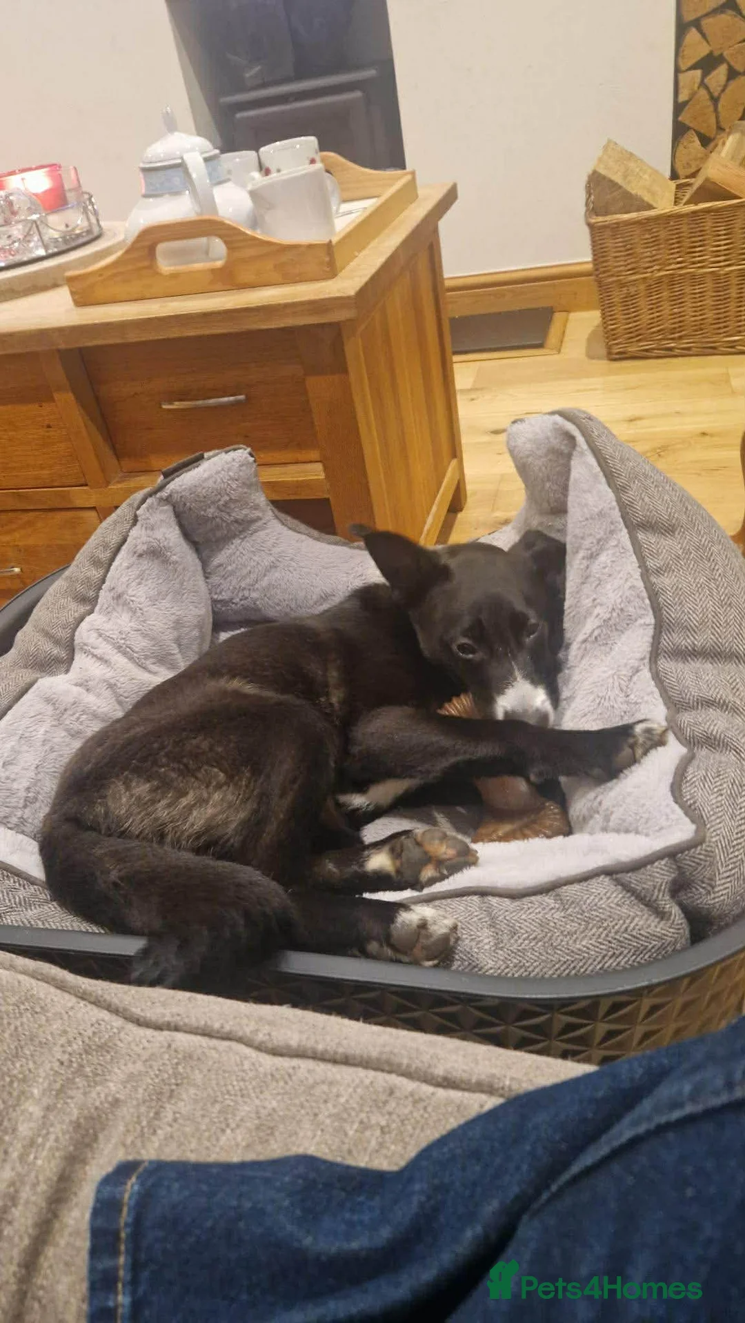 Mixed Breed dogs for adoption: FLEUR-happy&playful girl/ loves dogs/ affectionate - Advert 15