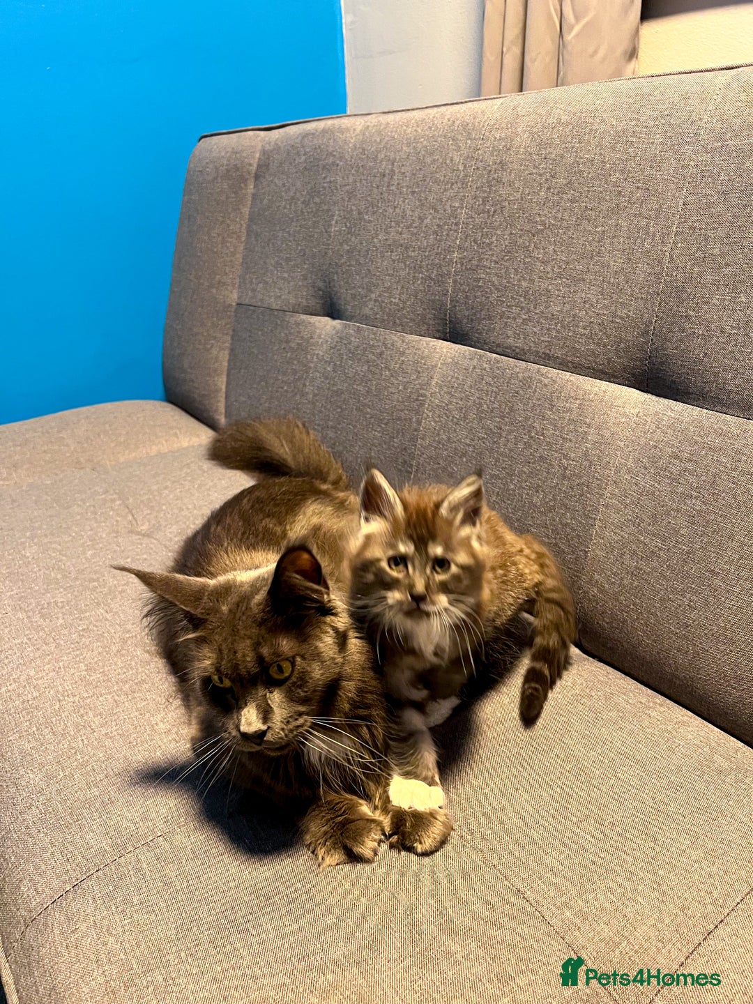 Maine Coon cats for sale: Maine Coon-X Kittens, Two Gorgeous Boys Ready - Advert 8