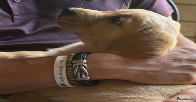 Goldador dogs - Advert 7