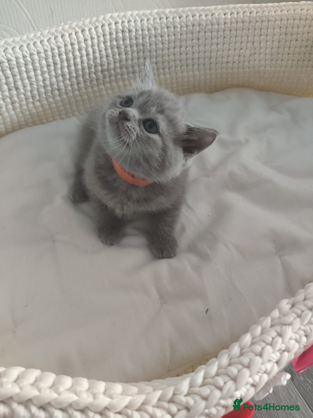 Scottish Fold cats for sale: Scottish fold blue for sale  - Image 5