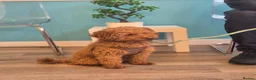 Toy Poodle dogs for stud: Red Toy Poodle Stud - Advert 5