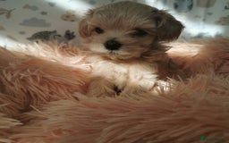 Maltipoo dogs for sale:  Beautiful Toy/Mini Maltipoo Puppies! - Image 3