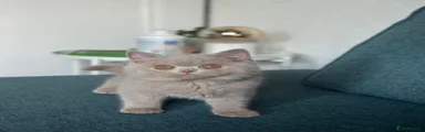 British Shorthair 3 Jazzy