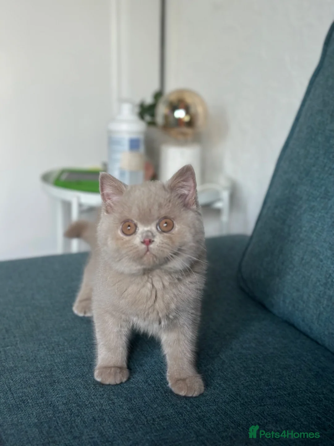 British Shorthair cats for sale: 3 British shorthair boys left  - Advert 1
