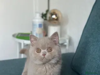 British Shorthair cats 3 British shorthair boys left - Advert 1
