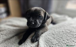 Mixed Breed dogs for sale: Spaniel jack cross jack chi pups - Image 4