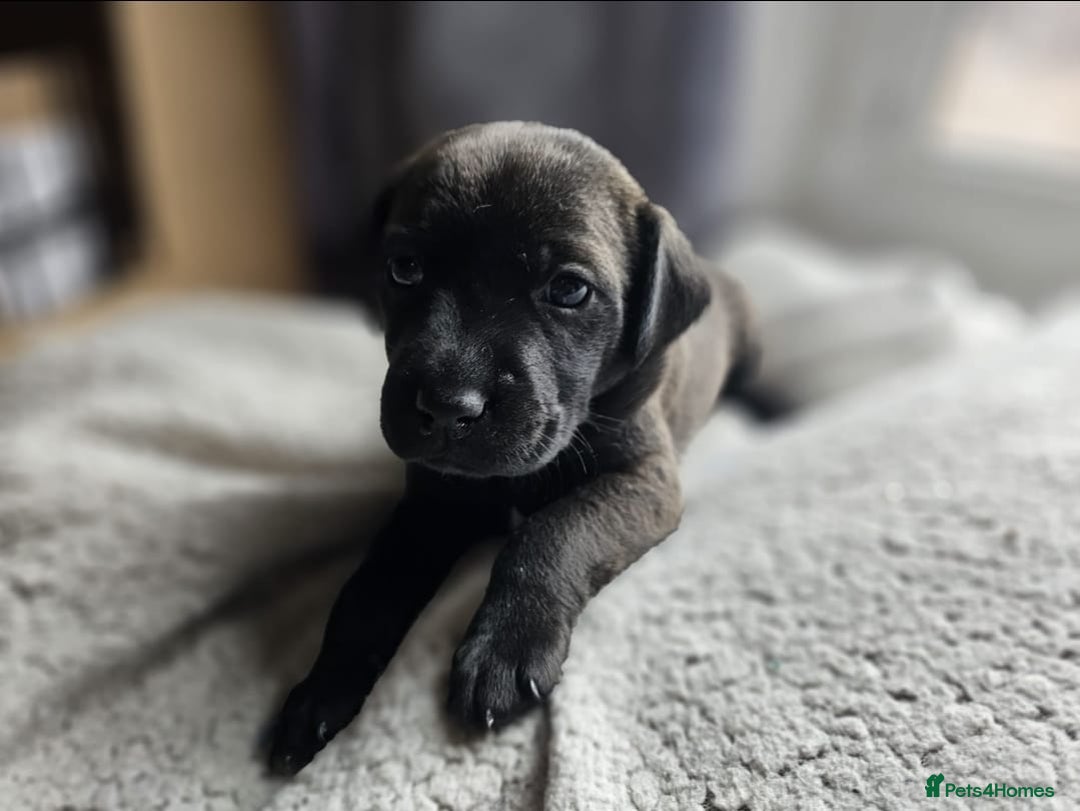Mixed Breed dogs for sale: Spaniel jack cross jack chi pups - Image 4