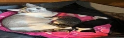 Mixed Breed cats for sale: X2 Tabby Kittens in Bishop Auckland - Advert 4
