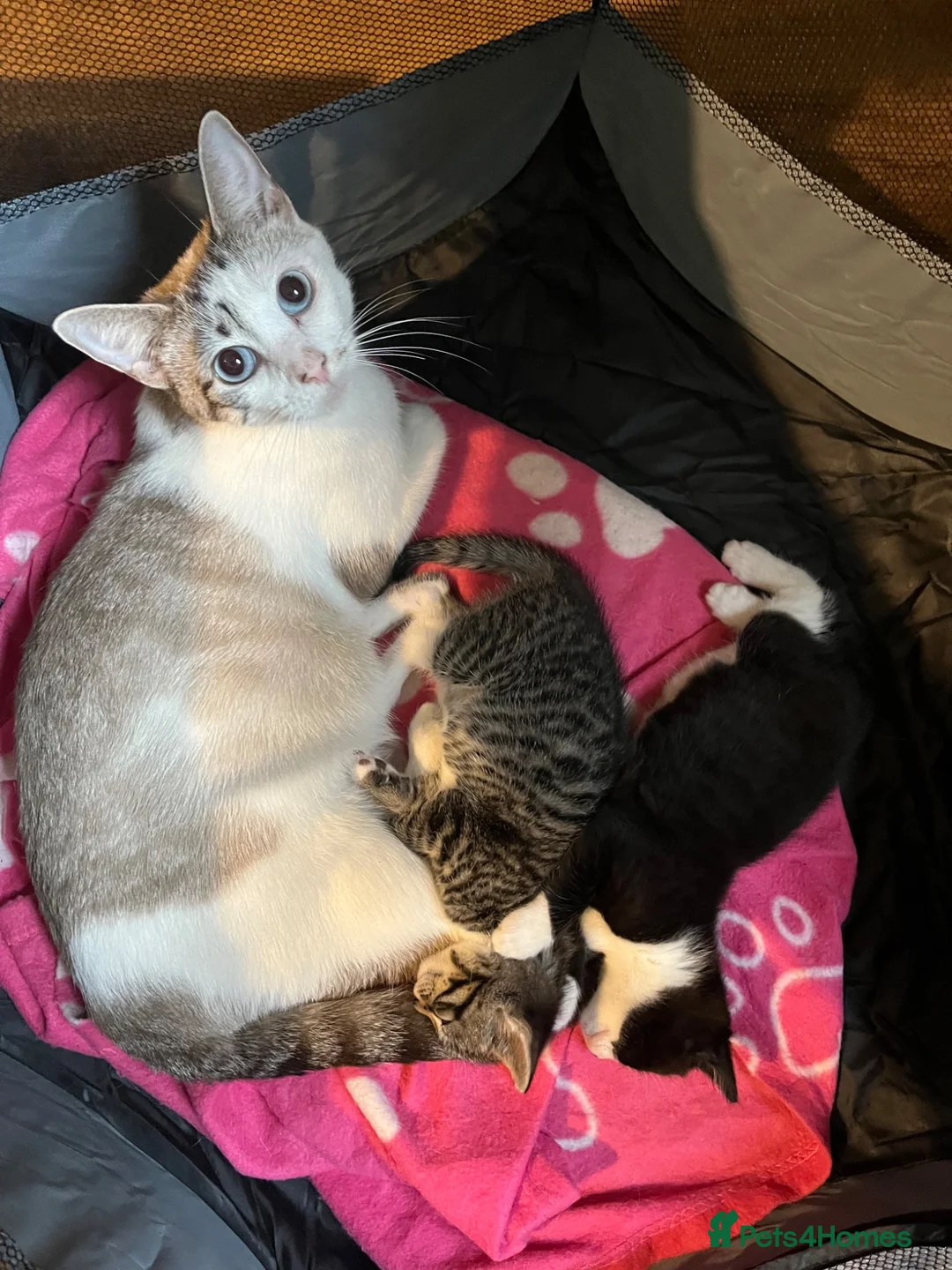 Mixed Breed cats for sale: X2 Tabby Kittens in Bishop Auckland - Advert 4