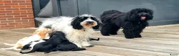 Cockapoo dogs for sale: 2 Gorgeous Black Cockapoo Puppies - Family Raised - Advert 3
