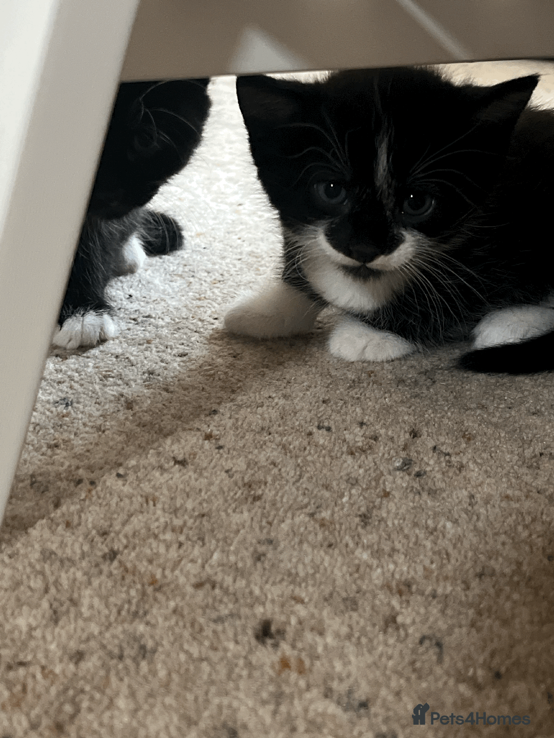 Domestic Shorthair cats for sale: Kittens Black and white gorgeous markings - Image 6