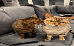 Bengal cats for sale: 2 female bengal cats 8 & 6 - Image 5