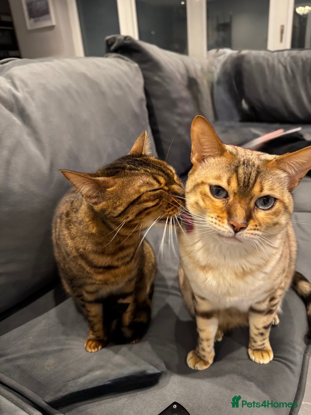 Bengal cats for sale: 2 female bengal cats 8 & 6 - Image 5