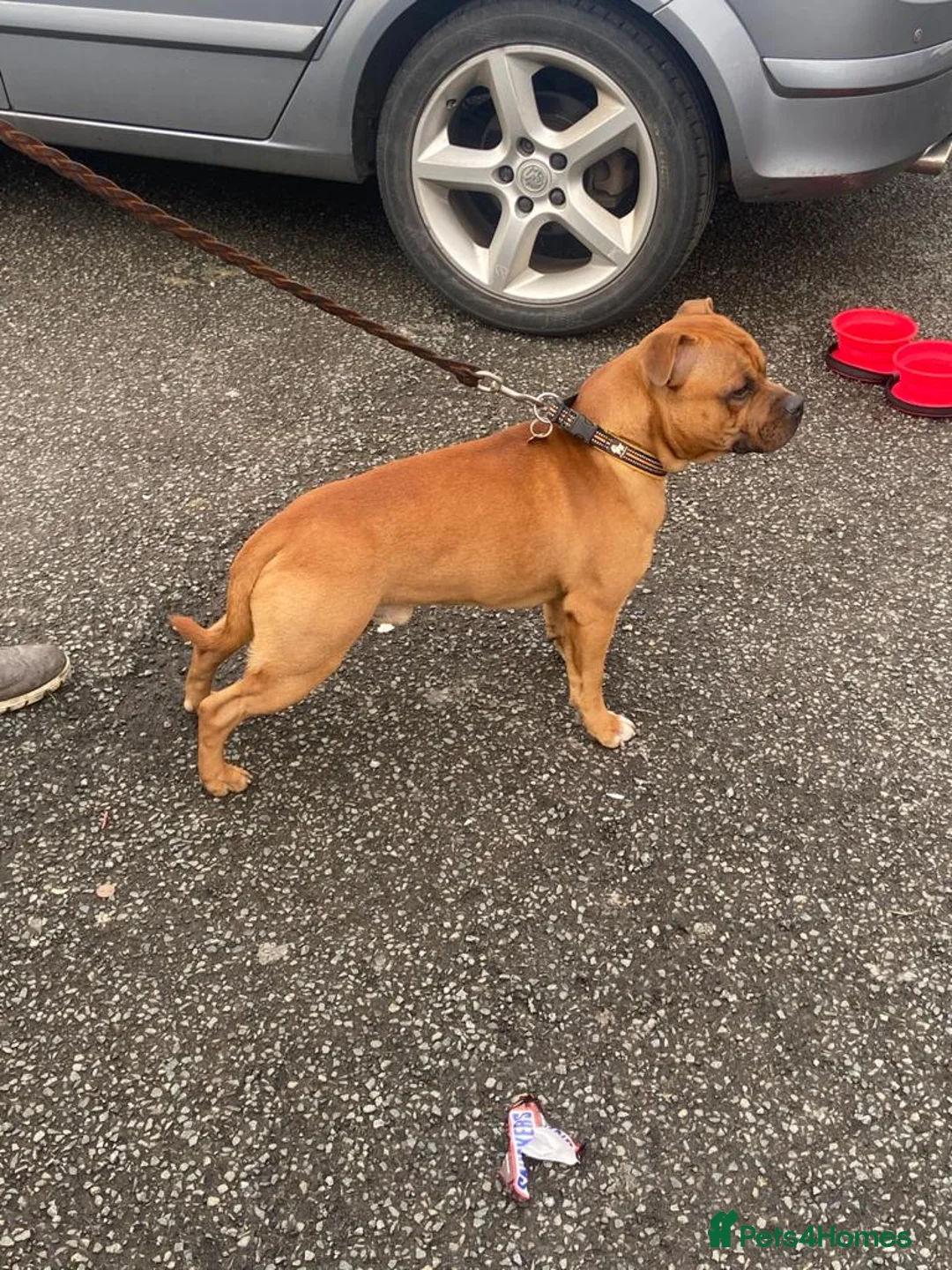 Staffordshire Bull Terrier dogs for stud: 🥨CHIEF CHAMPION SIRED 🥨🏆  in Rochdale - Advert 15