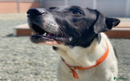 Pointer dogs for adoption: Flynn - Loyal boy seeks 3rd (and final) home! - Image 1