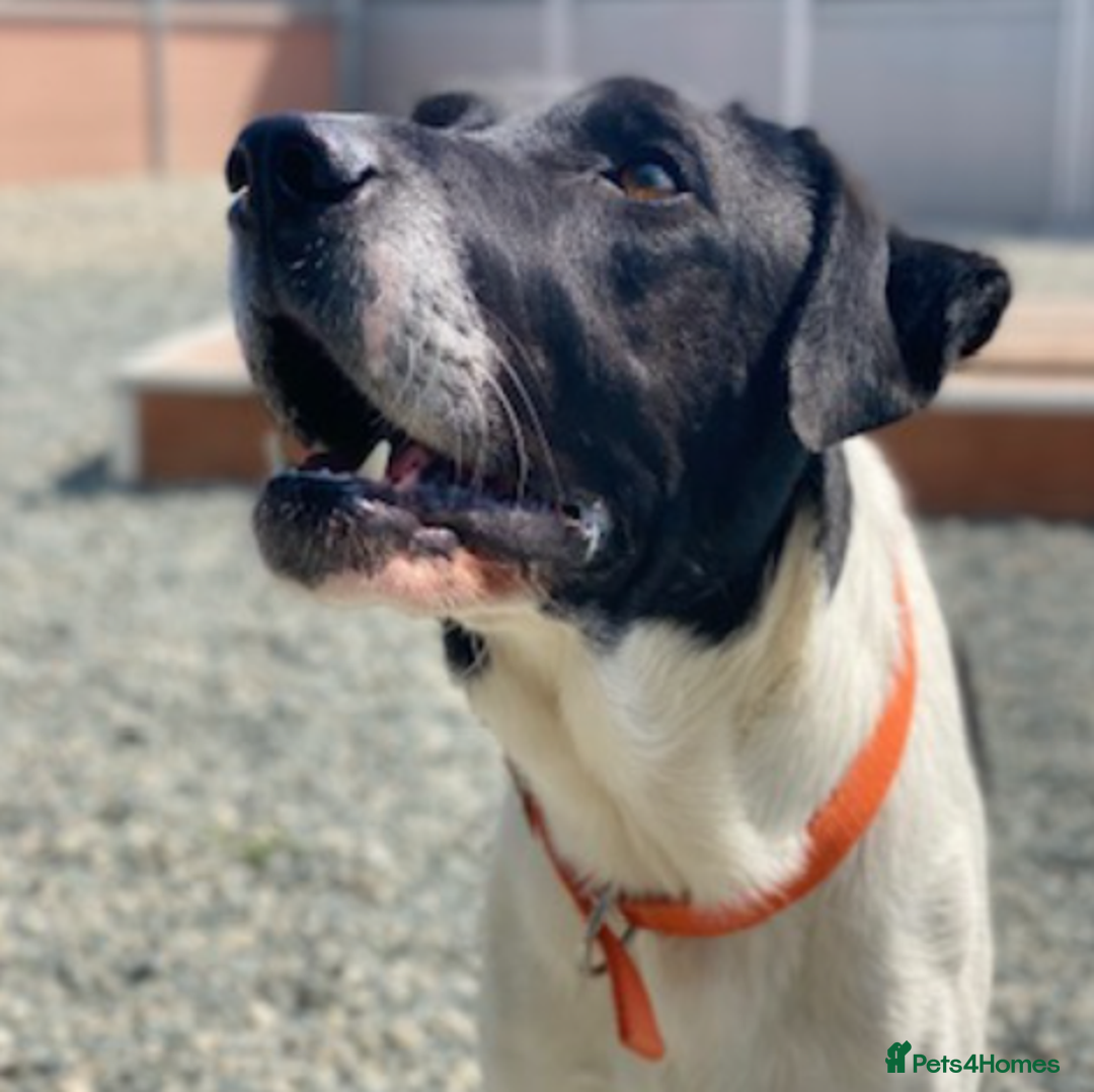 Pointer dogs for adoption: Flynn - Loyal boy seeks 3rd (and final) home! - Image 1