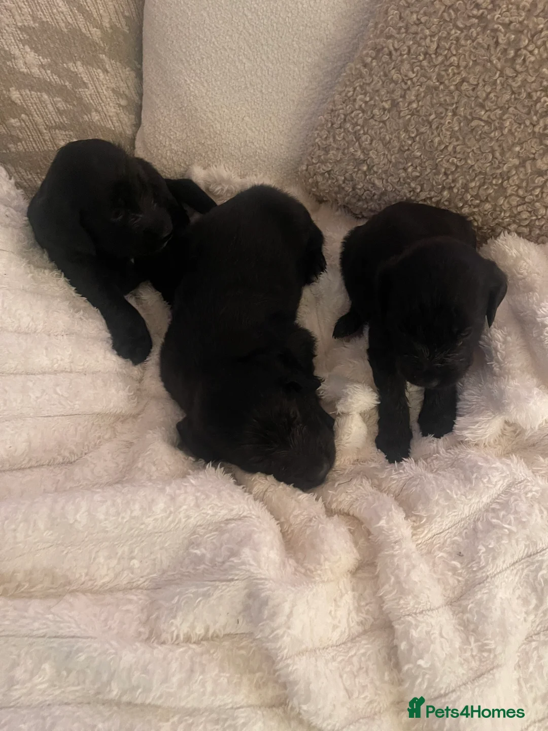 Mixed Breed dogs for sale: Gorgeous puppy’s  - Advert 10