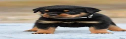 Rottweiler dogs for sale: Phenomenal old fashioned, health tested parents - Advert 13