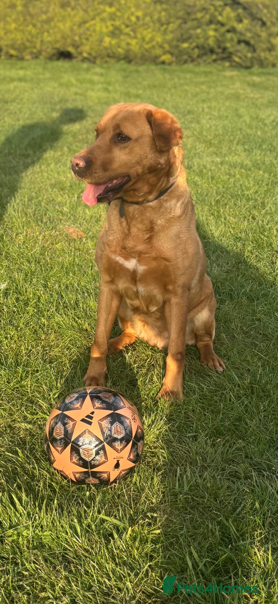 Labrador Retriever dogs Fox Red Labrador Girl For New Forever Home  - Advert 2