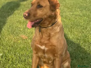 Labrador Retriever dogs Fox Red Labrador Girl For New Forever Home - Advert 1