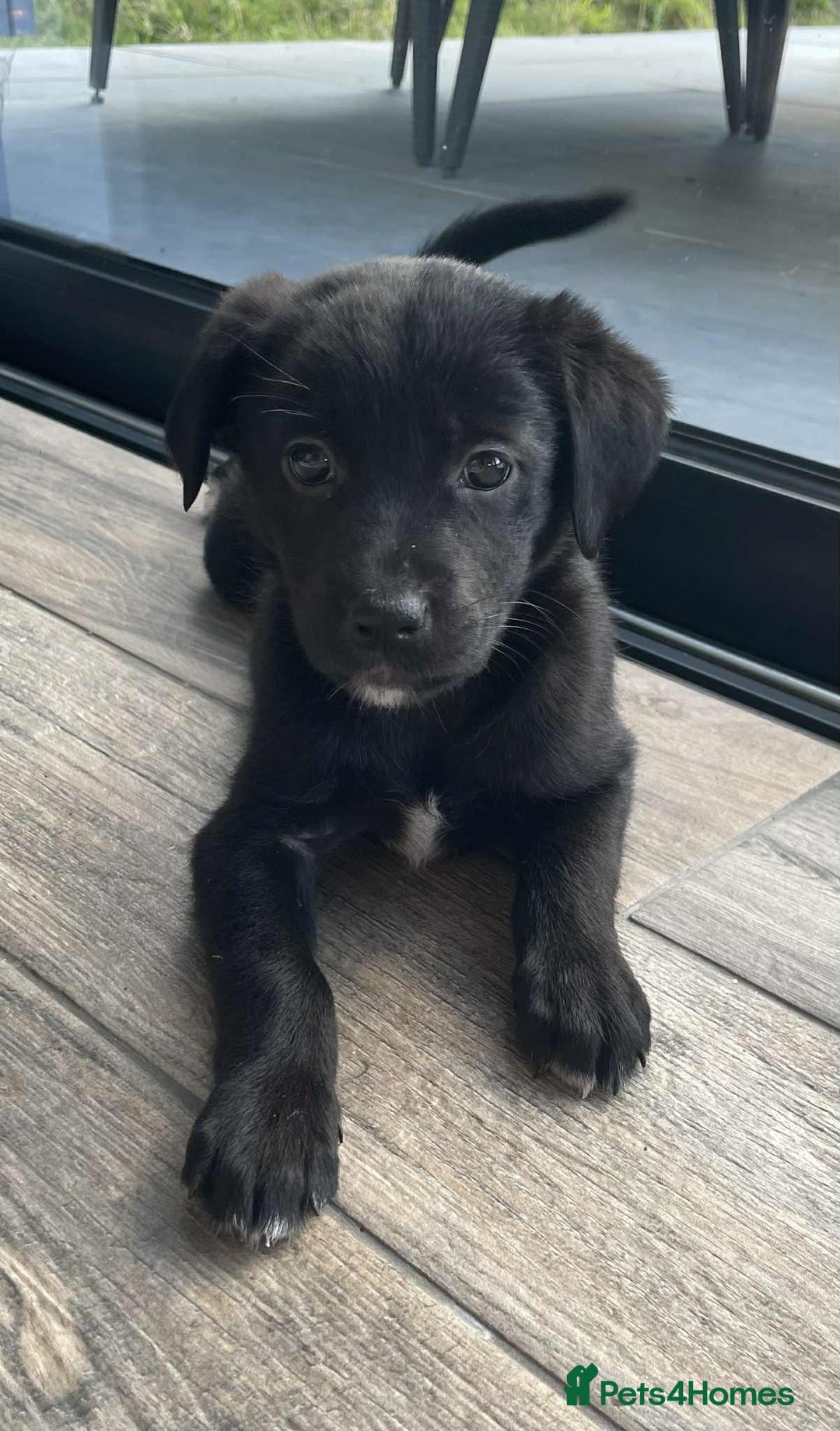 Borador dogs for sale: Borador puppies ready for new homes - Image 8