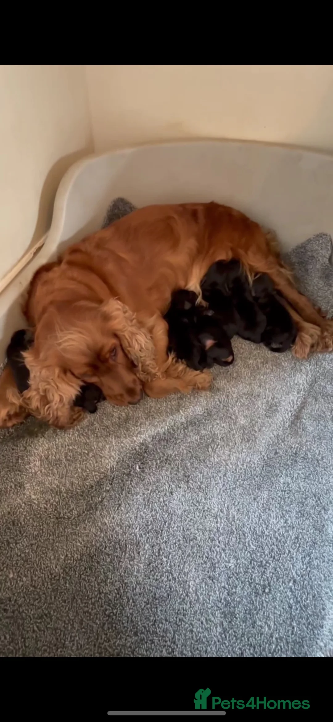 Cocker Spaniel dogs for sale: Show cocker spaniels - Advert 1