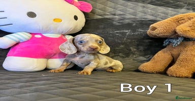 Miniature Dachshund dogs Miniature Dachshund  - Advert 12