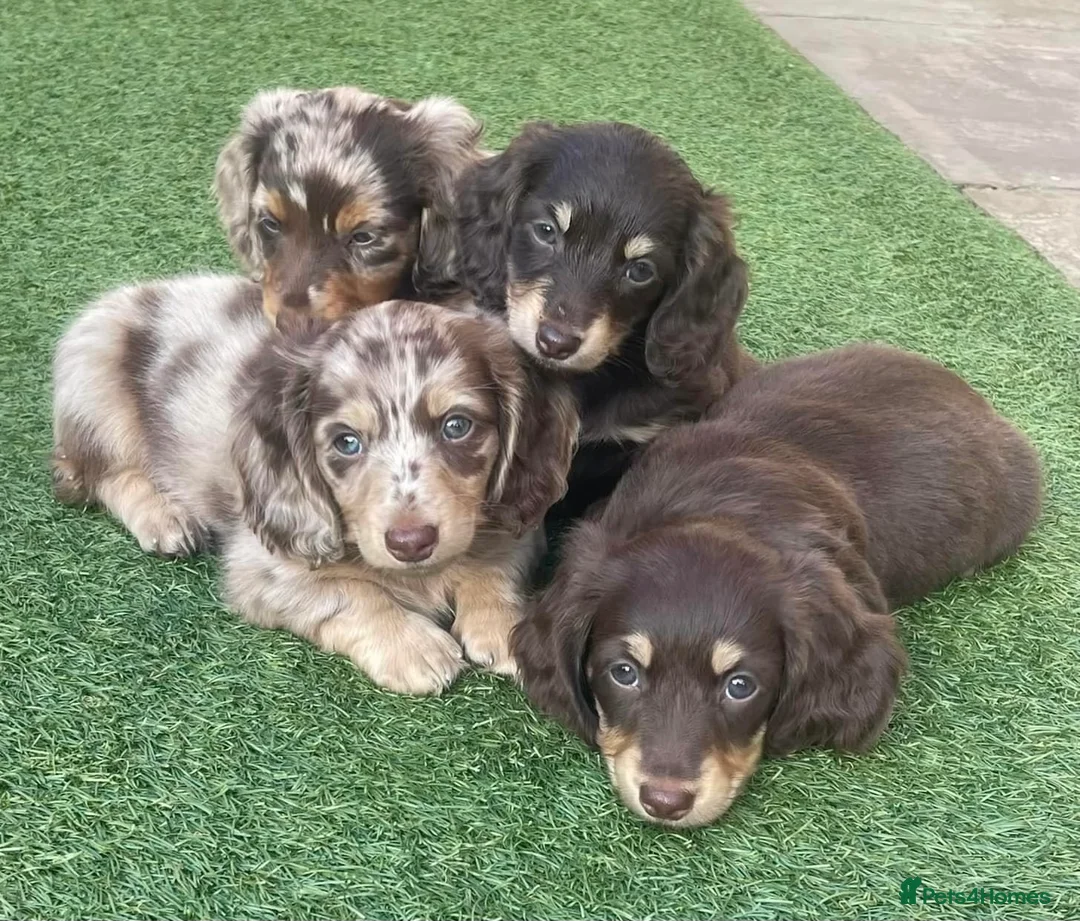 Miniature Dachshund dogs for stud: PALE CREAM long haired mini dachshund  in Saint Helens - Advert 9