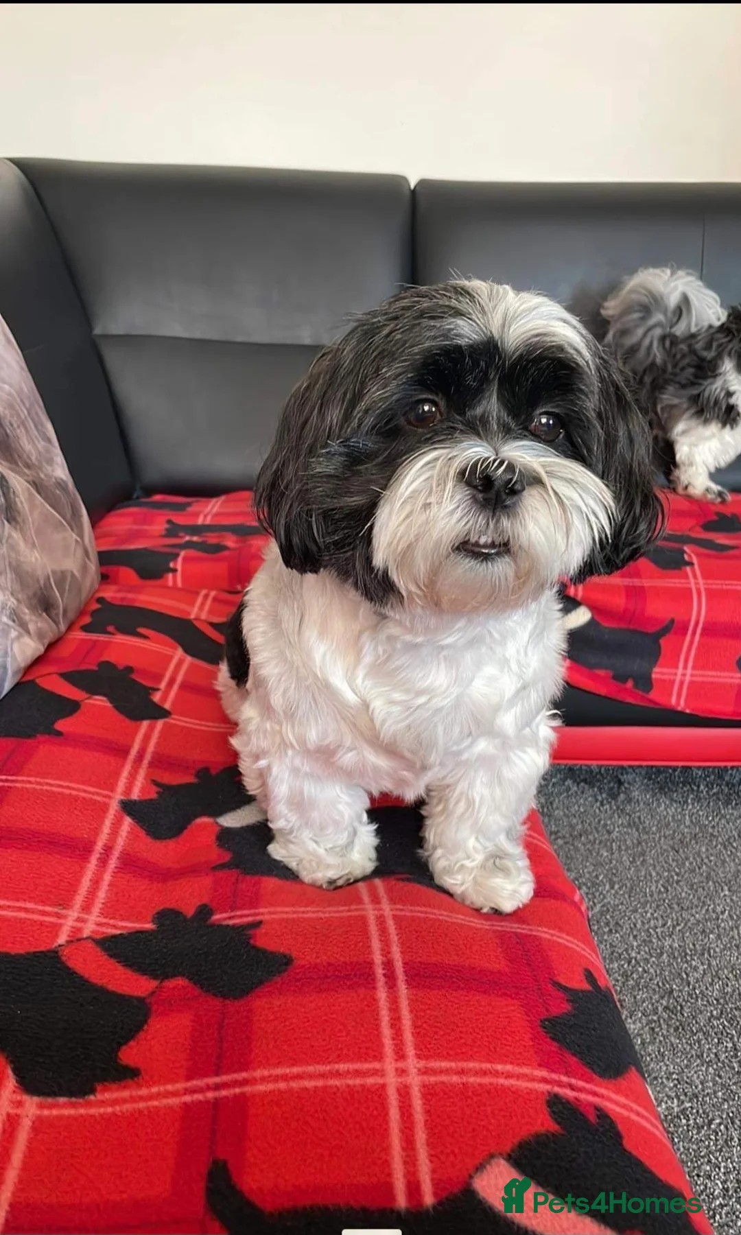 Shih Tzu dogs for sale: Beautiful shitzu for sale - Advert 13