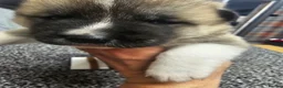Akita dogs for sale: Kc regestered American akita pups  in Alness - Advert 9