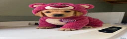 Labrador Retriever dogs for sale: KC YELLOW & RED LABRADORS  - Advert 13