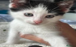 Domestic Shorthair cats for sale: 3 kittens for sale. 2 boys one girl - Image 3
