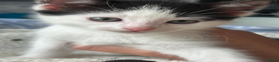 Domestic Shorthair Kitten 1
