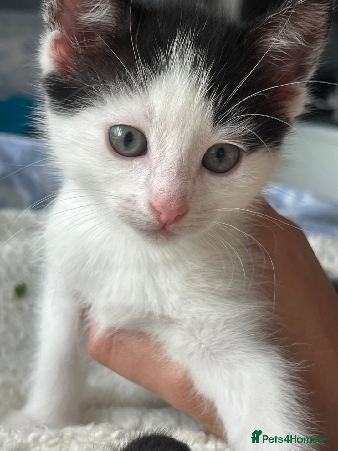 Domestic Shorthair cats for sale: 3 kittens for sale. 2 boys one girl - Image 3