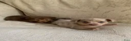 Jack Chi dogs for sale: Jack Russell  in Solihull - Advert 4
