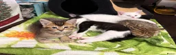 Mixed Breed cats for sale: Nice little kittens looking for new home - Advert 6
