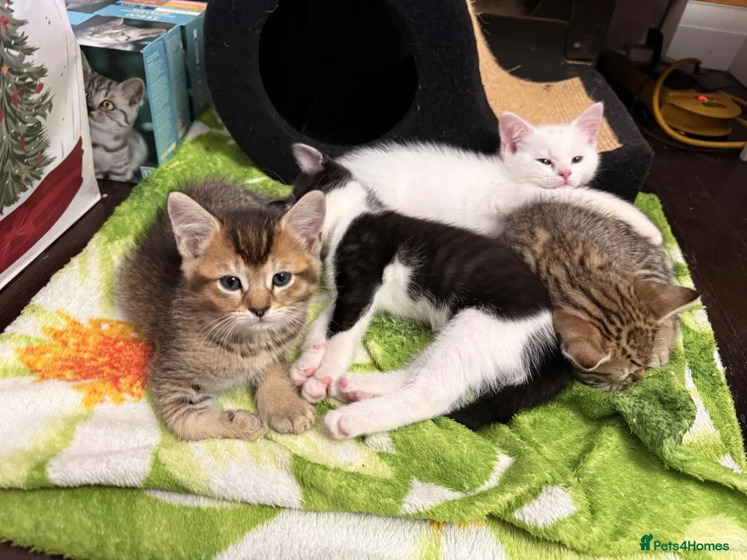 Mixed Breed cats for sale: Nice little kittens looking for new home - Advert 6