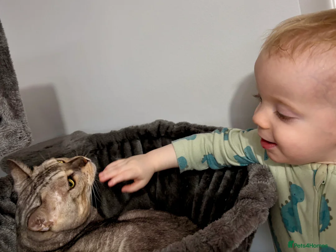 Bengal cats for sale: BEAUTIFUL BENGAL SEEKS FOREVER HOME 🤍 - Advert 2