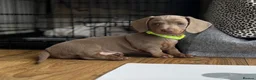 Miniature Dachshund dogs for sale: 🐾KC Miniature Dachshund Puppies 🐾 - Advert 1